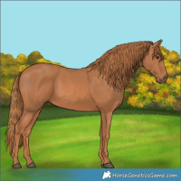 Horse Color:Chestnut 