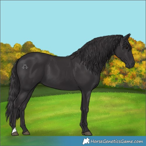 Horse Color:Smoky Black 
