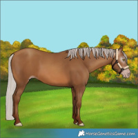Horse Color:Gray Silver Sable Champagne 