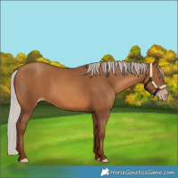 Horse Color:Gray Silver Sable Champagne