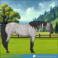 Horse Color:Grullo Roan 