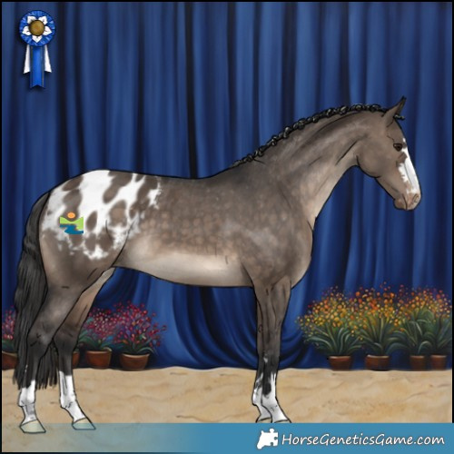 Horse Color:Brown Dun Appaloosa