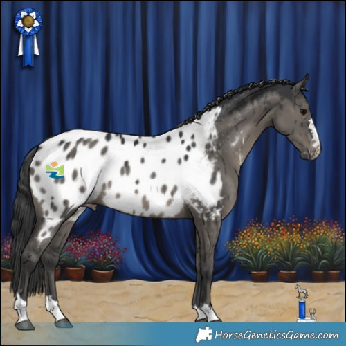 Horse Color:Grullo Blanket Brindle 