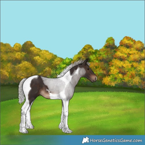 Horse Color:Silver Brown Tobiano 