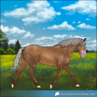Horse Color:Gray Silver Sable Champagne 