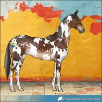 Horse Color:White Spotted Liver Chestnut 