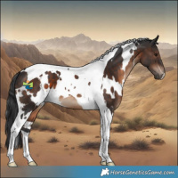 Horse Color:White Spotted Brown Tobiano 