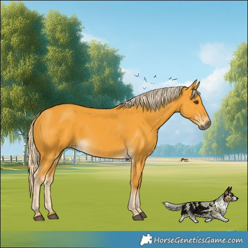 Horse Color:Palomino 