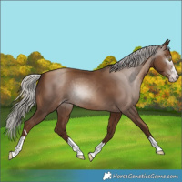 Horse Color:Gray Silver Sable Champagne 