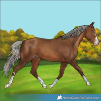 Horse Color:Gray Silver Sable Champagne 