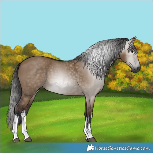 Horse Color:Gray White Spotted Liver Red Dun