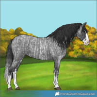 Horse Color:Blue Roan Sabino Splash  and Blue Roan Sabino Splash 