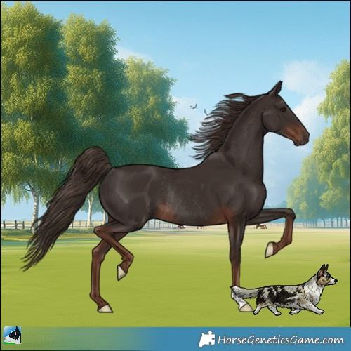 Horse Color:Liver Chestnut Rabicano 