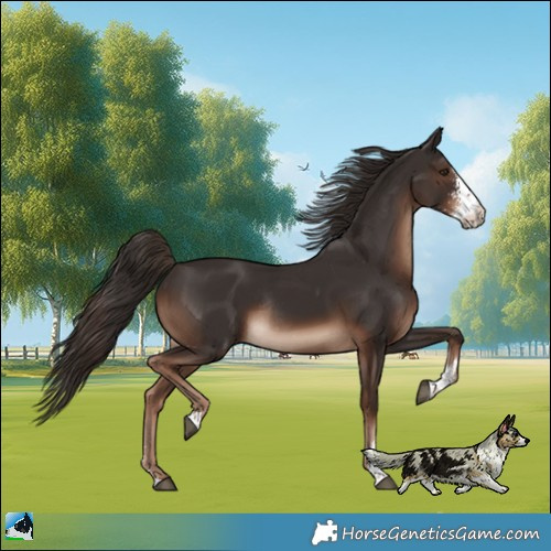 Horse Color:Liver Chestnut Sabino Rabicano 
