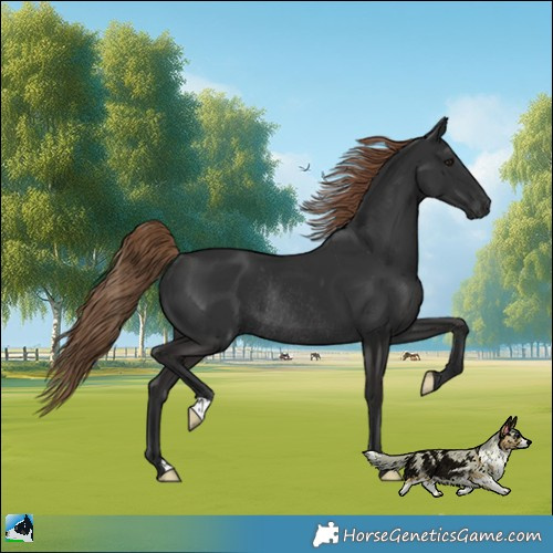 Horse Color:Gray Liver Chestnut Rabicano 