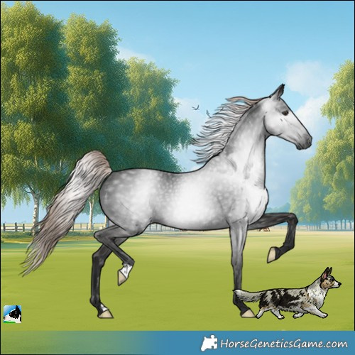 Horse Color:Gray Liver Chestnut Rabicano