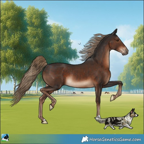 Horse Color:Liver Chestnut Rabicano 