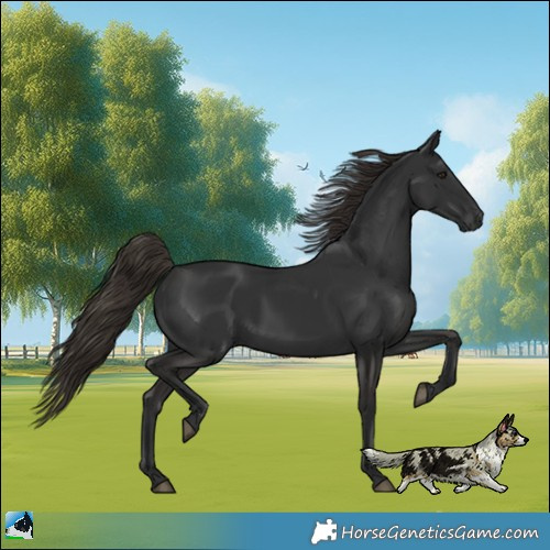 Horse Color:Gray Liver Chestnut Rabicano 