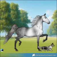 Horse Color:Gray Liver Chestnut Rabicano 