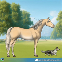 Horse Color:Palomino 