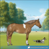 Horse Color:Chocolate Palomino Dun Tobiano