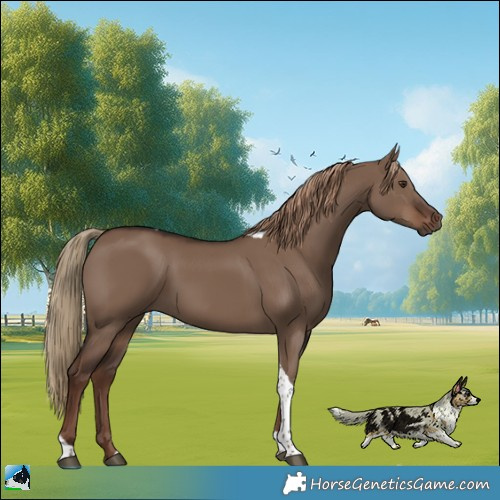Horse Color:Liver Red Dun Tobiano