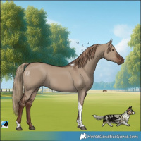 Horse Color:Liver Red Dun Tobiano 
