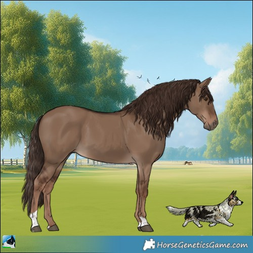 Horse Color:Liver Red Dun Tobiano