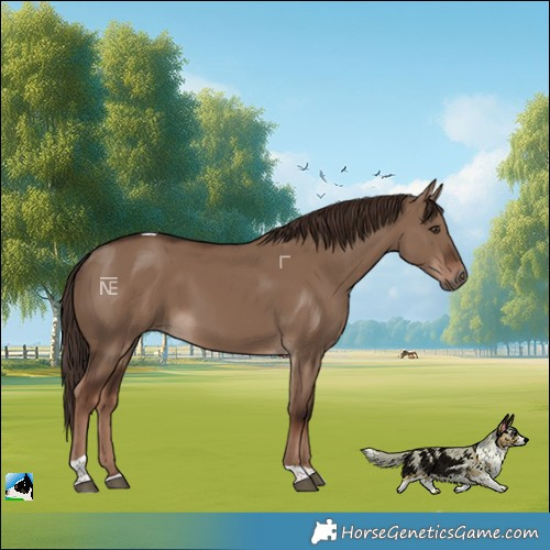 Horse Color:Liver Red Dun Tobiano