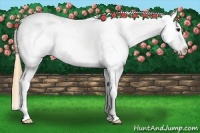 Horse Color:Smoky Black Tobiano Appaloosa Rabicano 