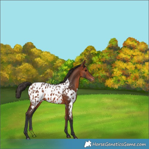 Horse Color:Bay Appaloosa and Bay Appaloosa