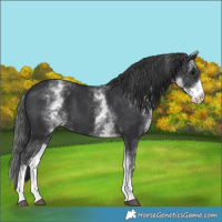 Horse Color:White Spotted Black
