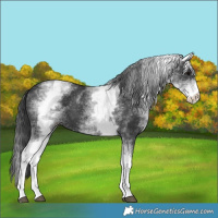 Horse Color:White Spotted Black