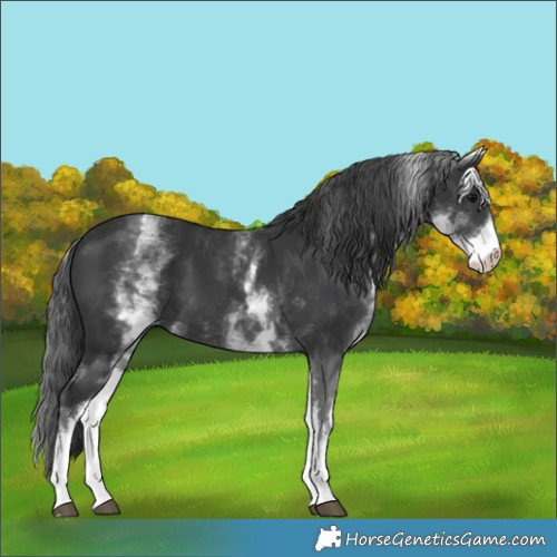 Horse Color:White Spotted Black 