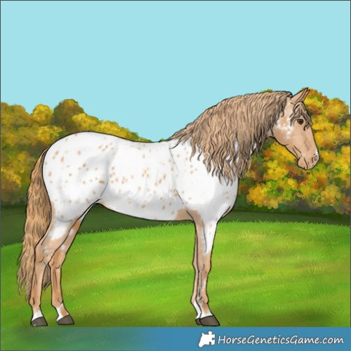 Horse Color:Chestnut Appaloosa 
