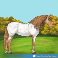 Horse Color:Chestnut Appaloosa 