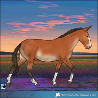 Horse Color:Bay Rabicano
