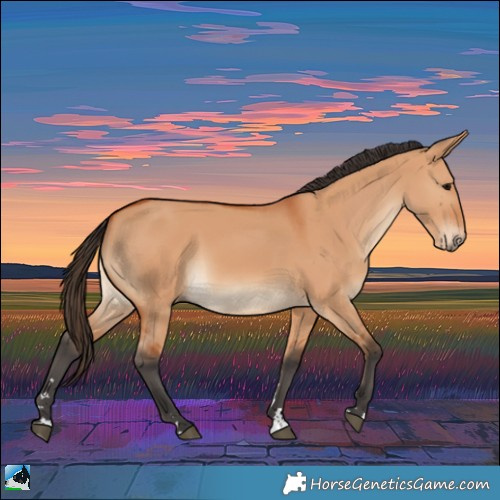 Horse Color:Bay Dun Rabicano 