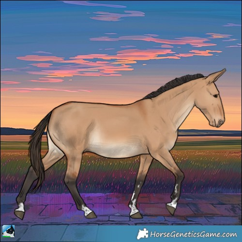 Horse Color:Bay Dun Rabicano 