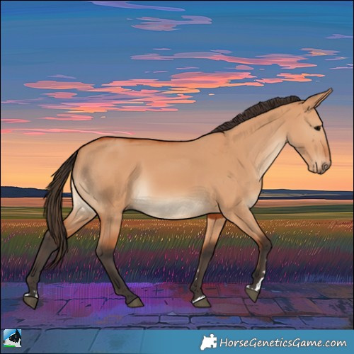 Horse Color:Bay Dun Rabicano 