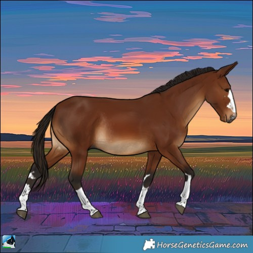 Horse Color:Gray Bay Rabicano 