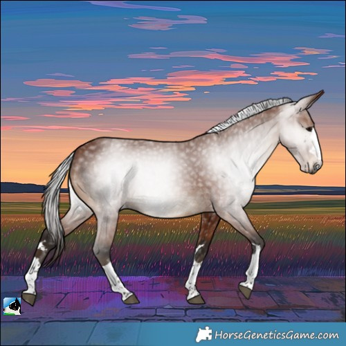 Horse Color:Gray Bay Rabicano 