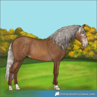 Horse Color:Gray Silver Sable Champagne 