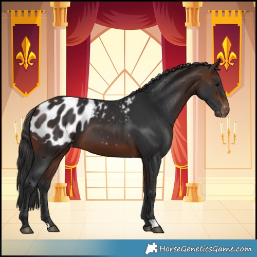 Horse Color:Brown Blanket 