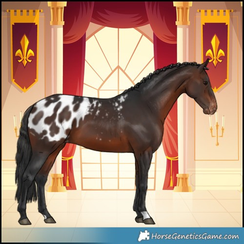 Horse Color:Brown Appaloosa