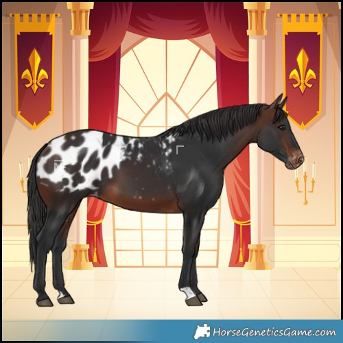 Horse Color:Brown Blanket 