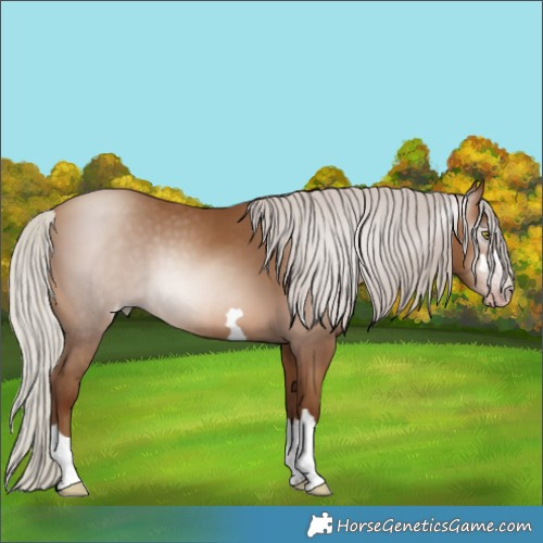 Horse Color:Gray Silver Sable Champagne