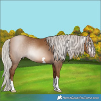Horse Color:Gray Silver Sable Champagne