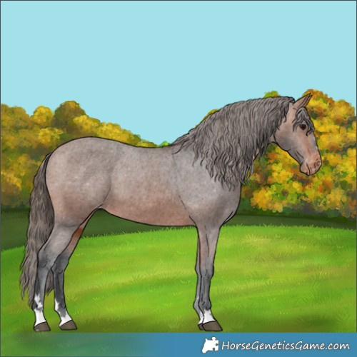 Horse Color:Bay Appaloosa 