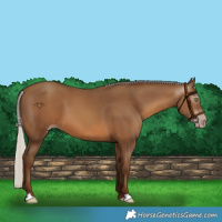 Horse Color:Gray Silver Sable Champagne 